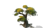 iclone 3D Tree Model Free Donwload